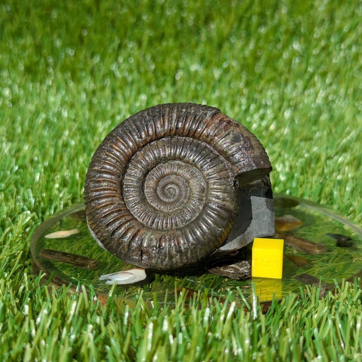 Dactylioceras ammonite North Yorkshire fossils - North Yorkshire Fossils