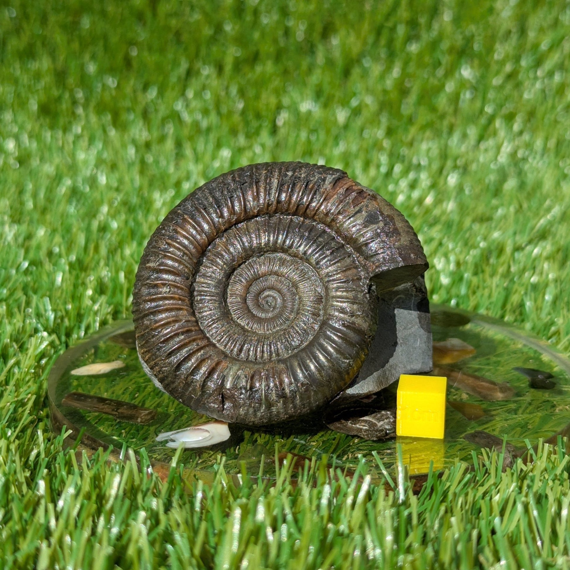 Dactylioceras ammonite North Yorkshire fossils - North Yorkshire Fossils
