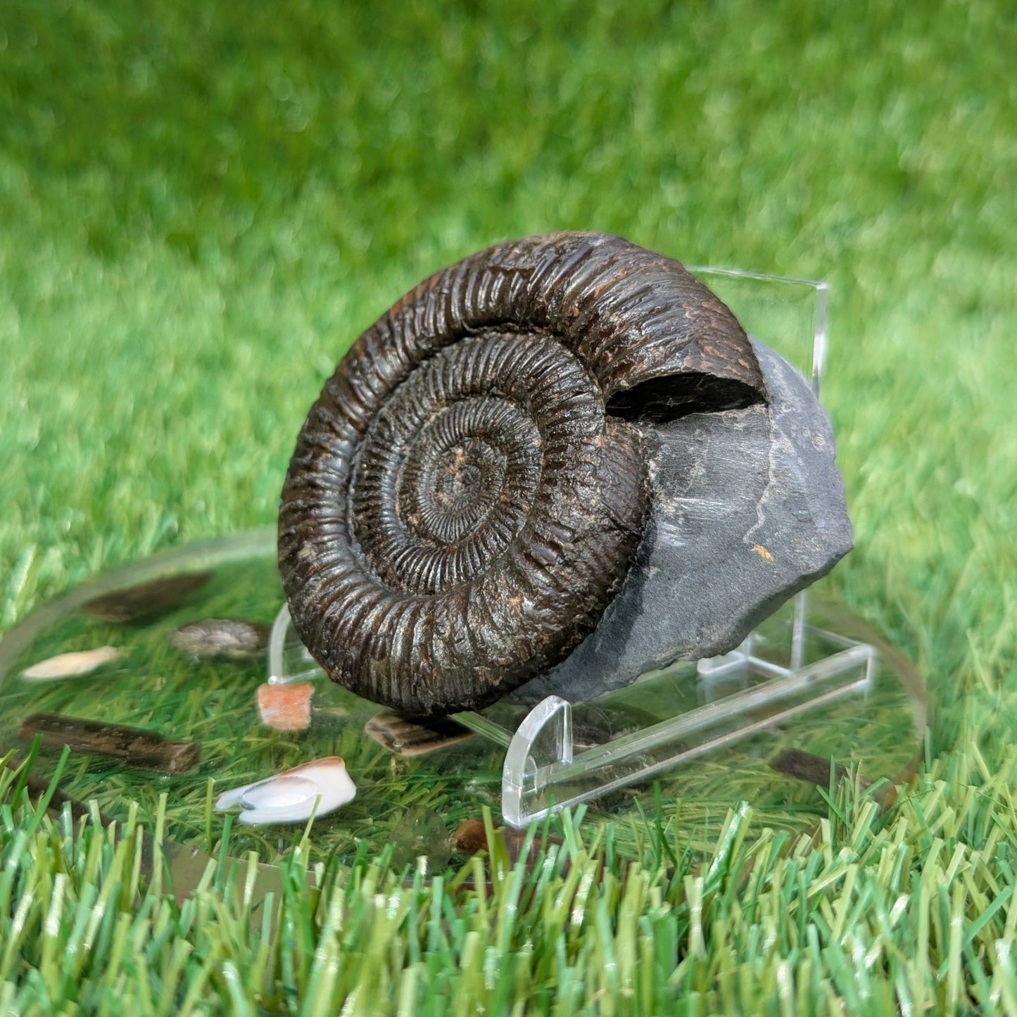 Dactylioceras ammonite North Yorkshire fossils - North Yorkshire Fossils