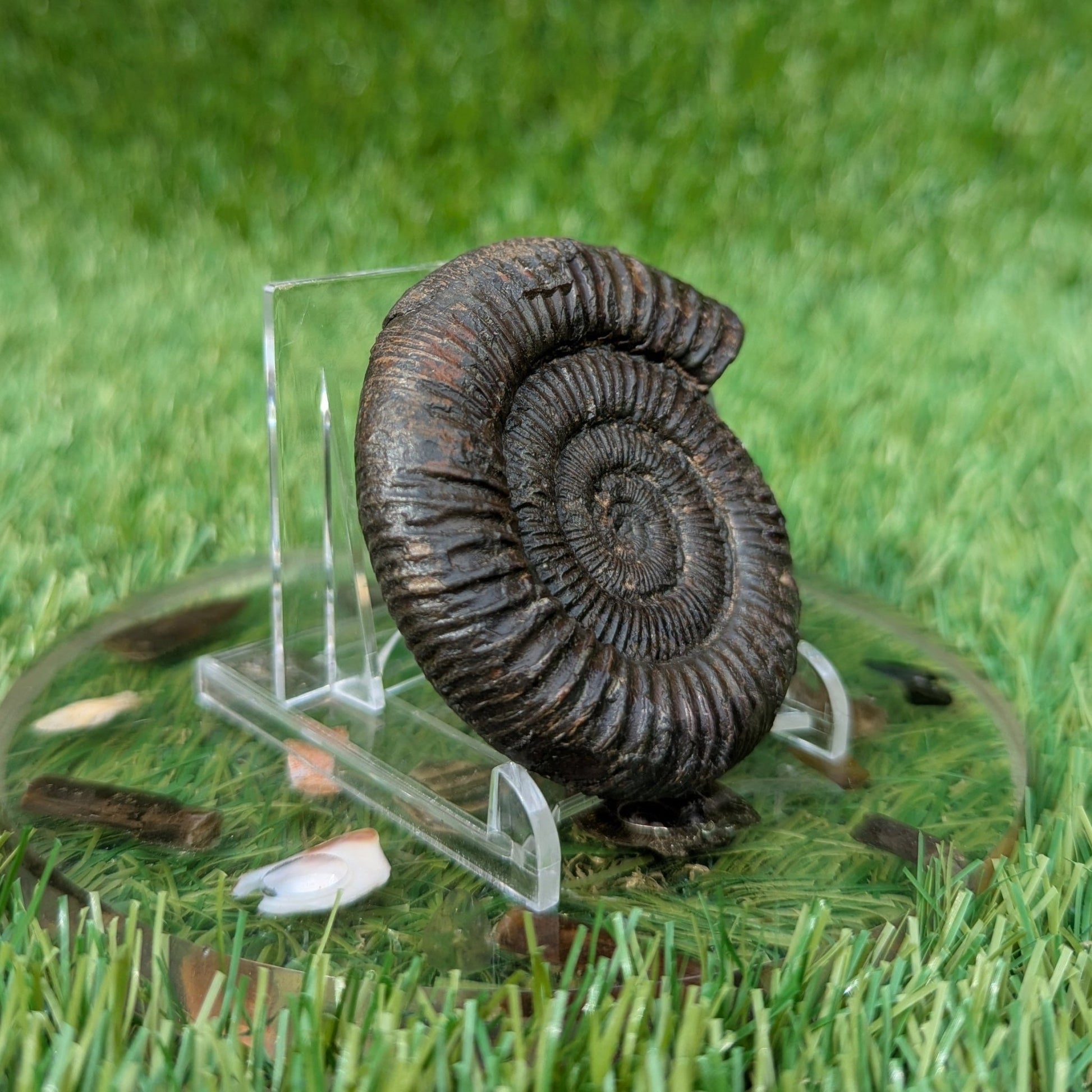 Dactylioceras ammonite North Yorkshire fossils - North Yorkshire Fossils