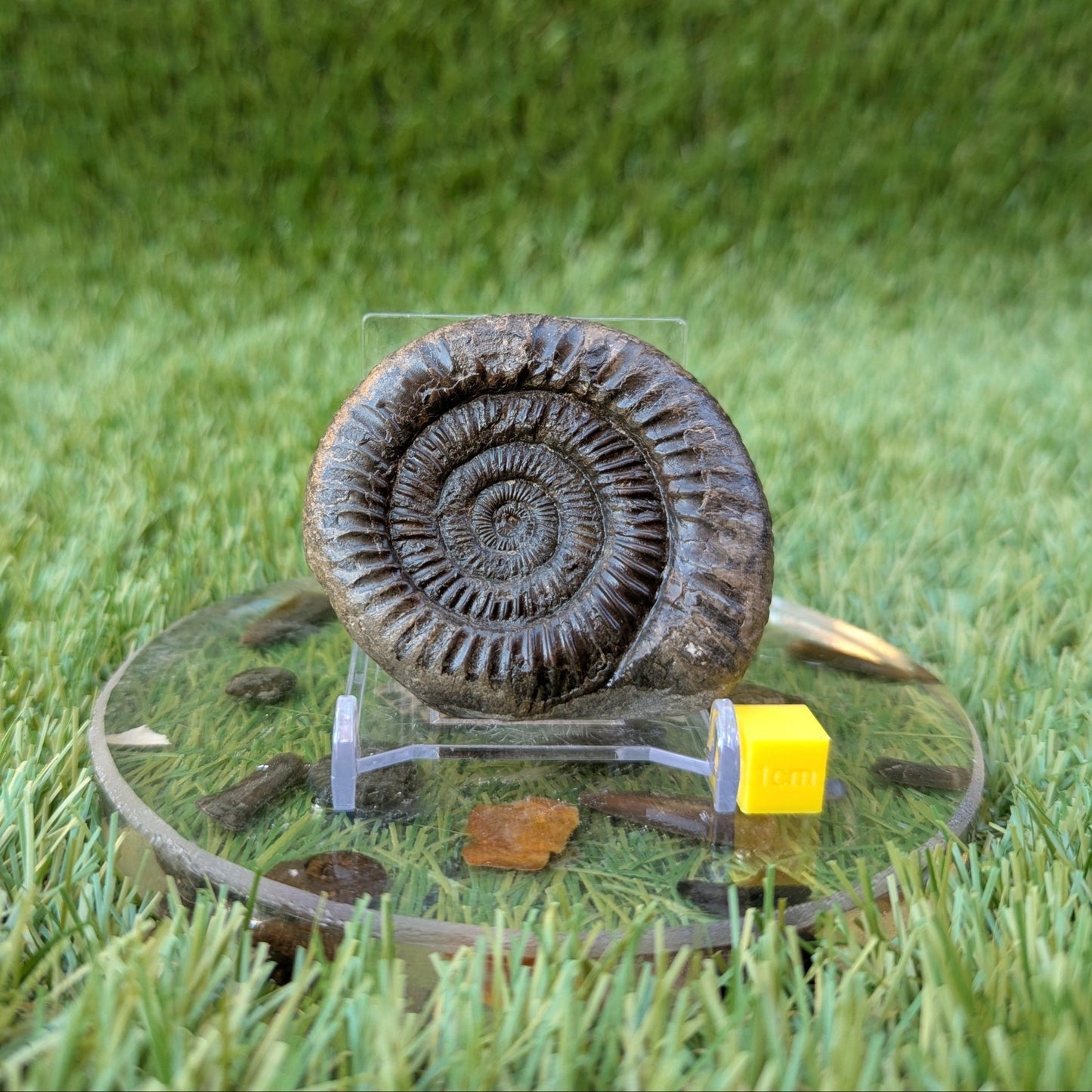 Dactylioceras ammonite North Yorkshire fossils - North Yorkshire Fossils