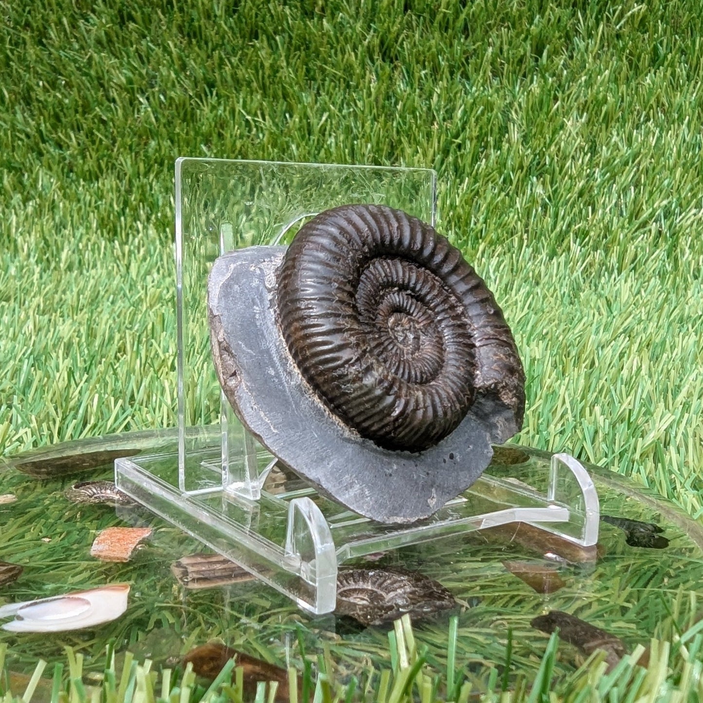 Dactylioceras ammonite North Yorkshire fossils - North Yorkshire Fossils