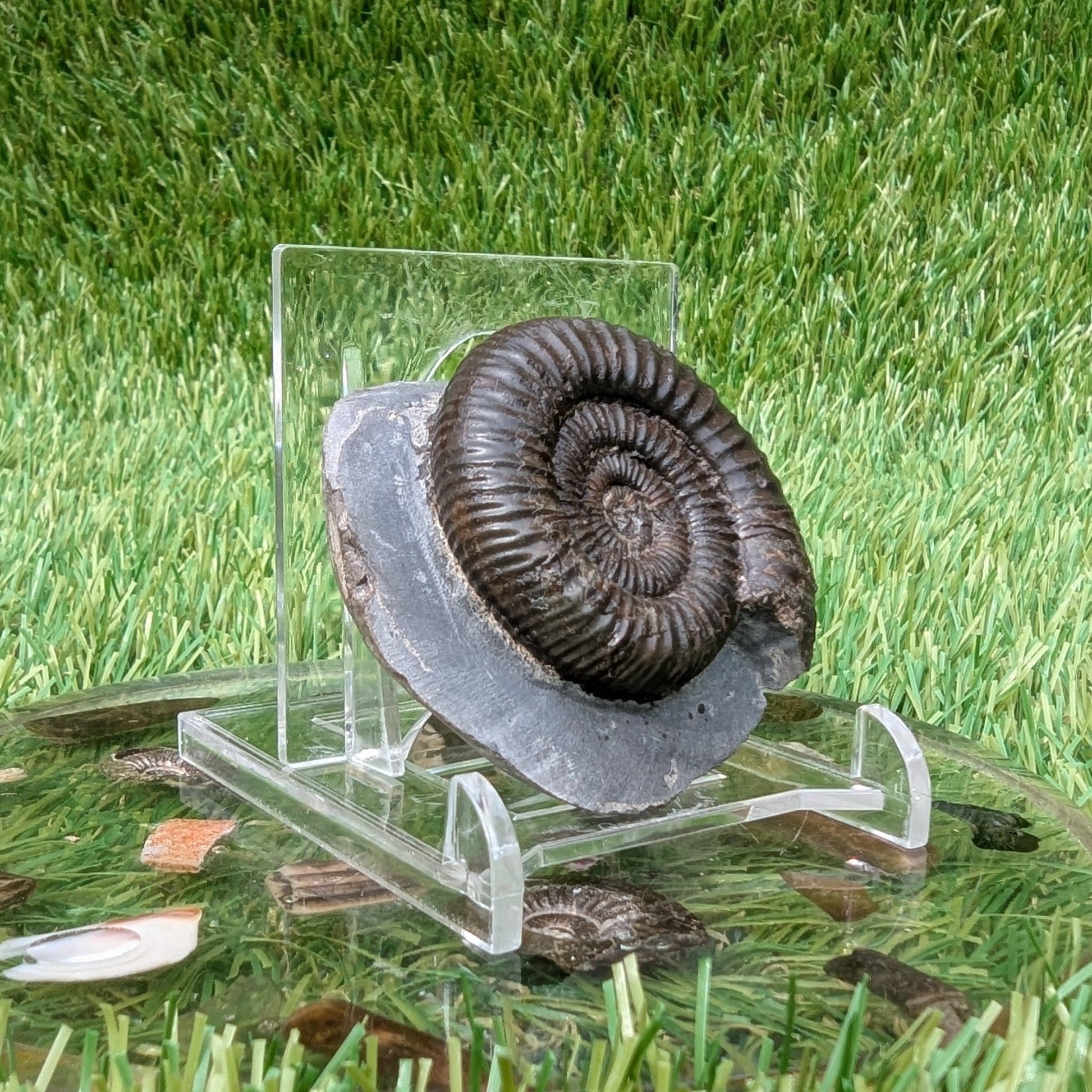 Dactylioceras ammonite North Yorkshire fossils - North Yorkshire Fossils