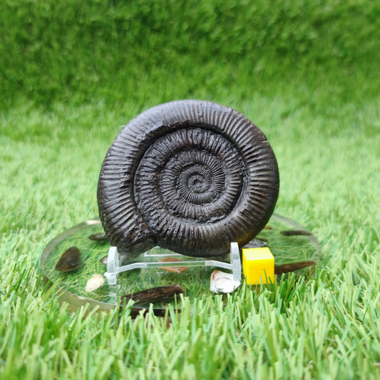 Dactylioceras ammonite North Yorkshire fossils - North Yorkshire Fossils