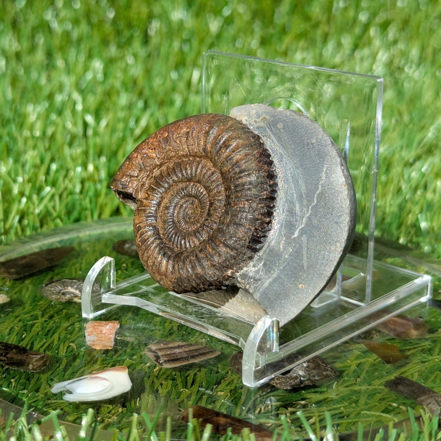 Dactylioceras ammonite North Yorkshire fossils - North Yorkshire Fossils