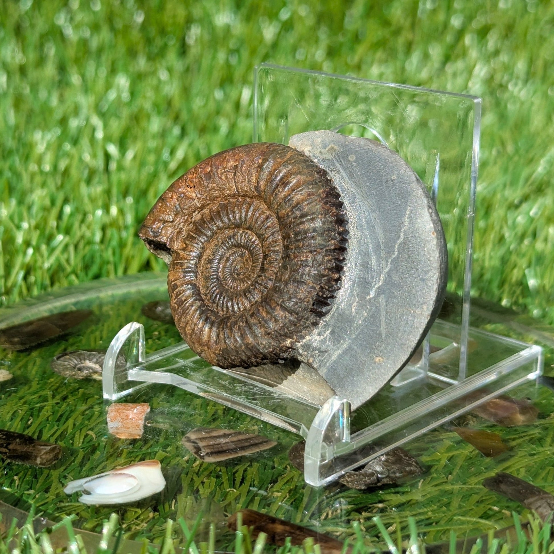 Dactylioceras ammonite North Yorkshire fossils - North Yorkshire Fossils