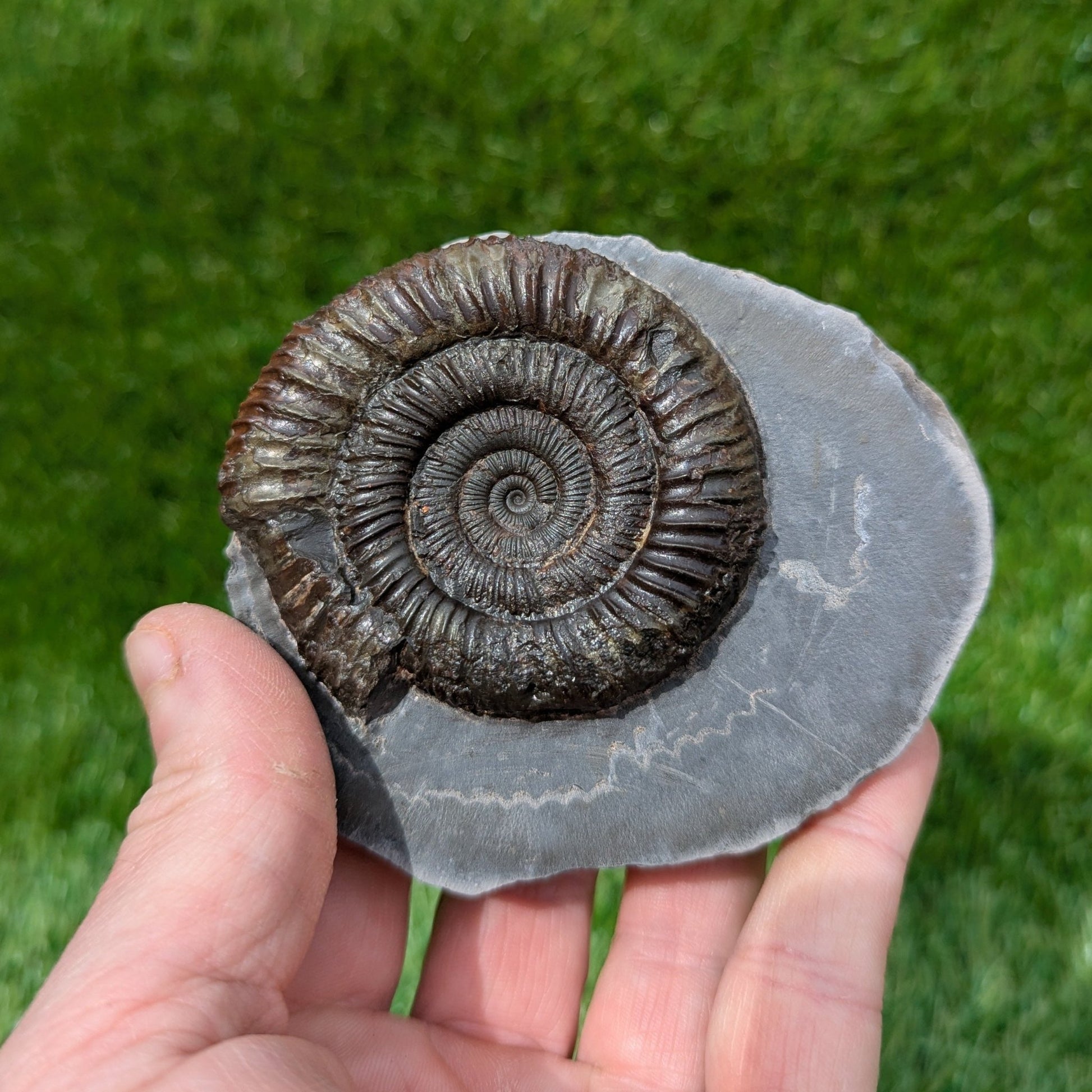 Dactylioceras ammonite North Yorkshire fossils - North Yorkshire Fossils