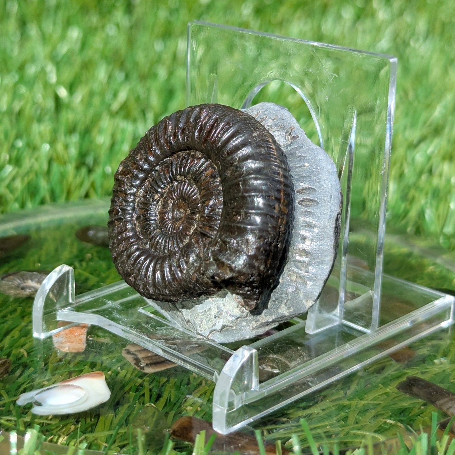 Dactylioceras ammonite North Yorkshire fossils - North Yorkshire Fossils