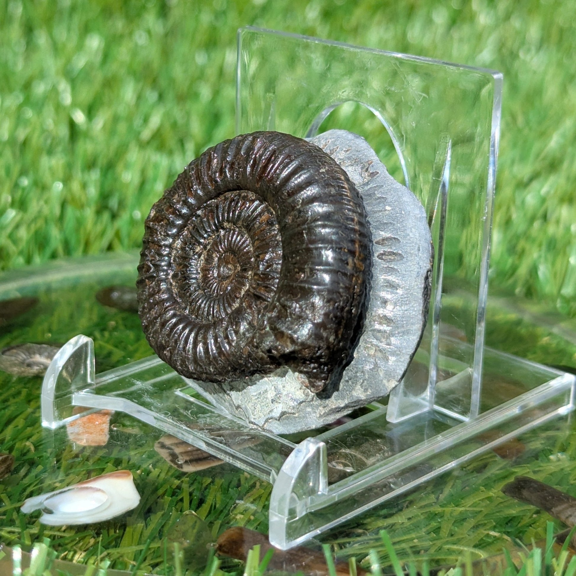 Dactylioceras ammonite North Yorkshire fossils - North Yorkshire Fossils