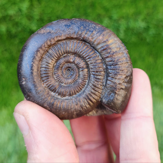 Dactylioceras ammonite North Yorkshire fossils - North Yorkshire Fossils