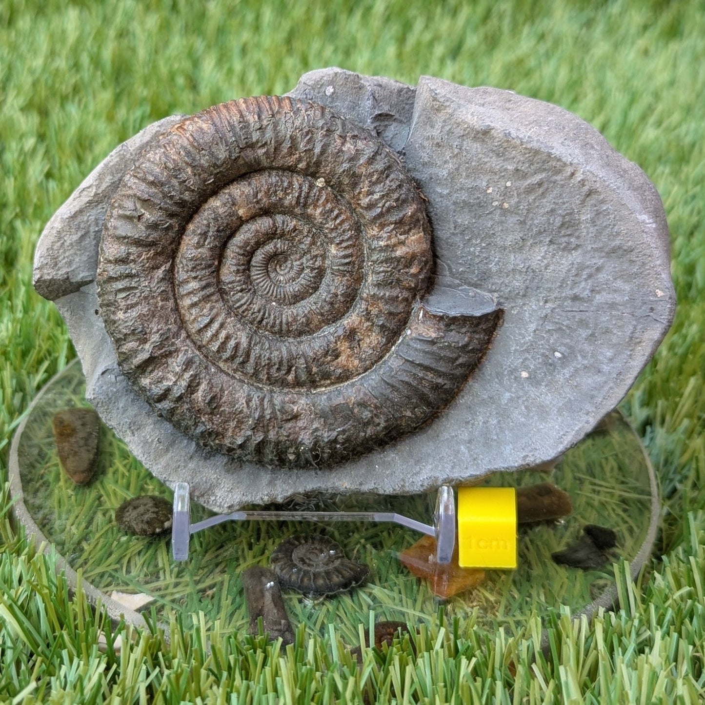Dactylioceras ammonite North Yorkshire fossils - North Yorkshire Fossils
