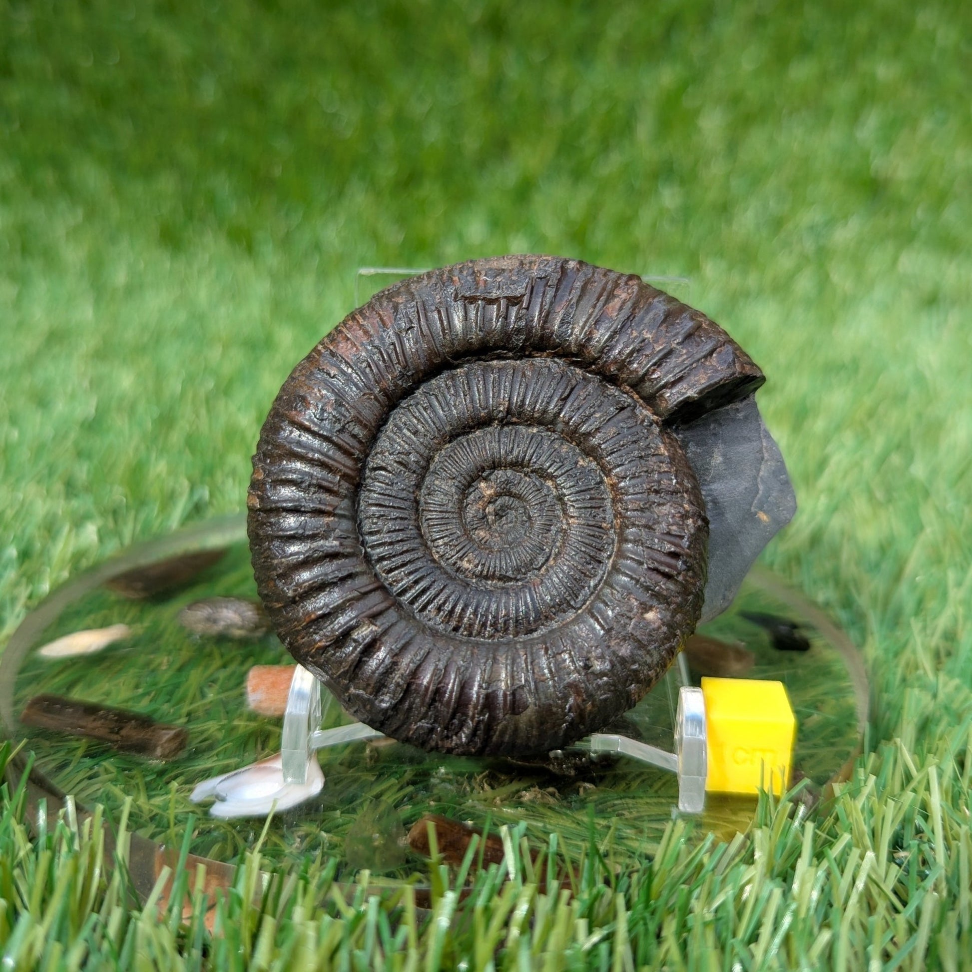 Dactylioceras ammonite North Yorkshire fossils - North Yorkshire Fossils