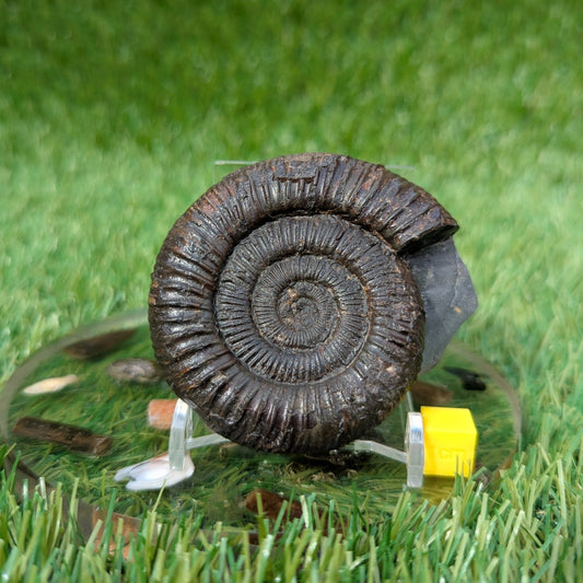 Dactylioceras ammonite North Yorkshire fossils - North Yorkshire Fossils