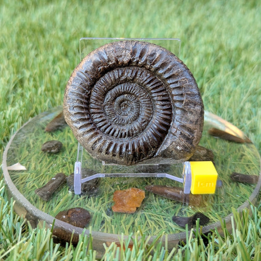 Dactylioceras ammonite North Yorkshire fossils - North Yorkshire Fossils