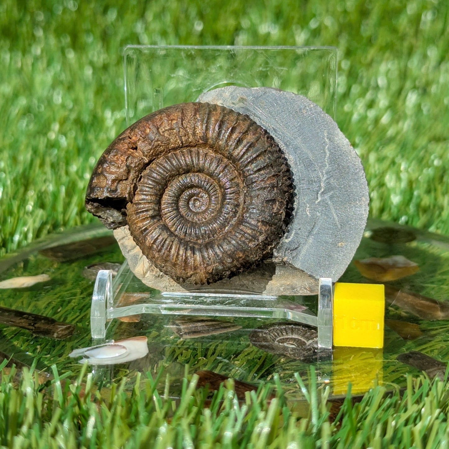 Dactylioceras ammonite North Yorkshire fossils - North Yorkshire Fossils