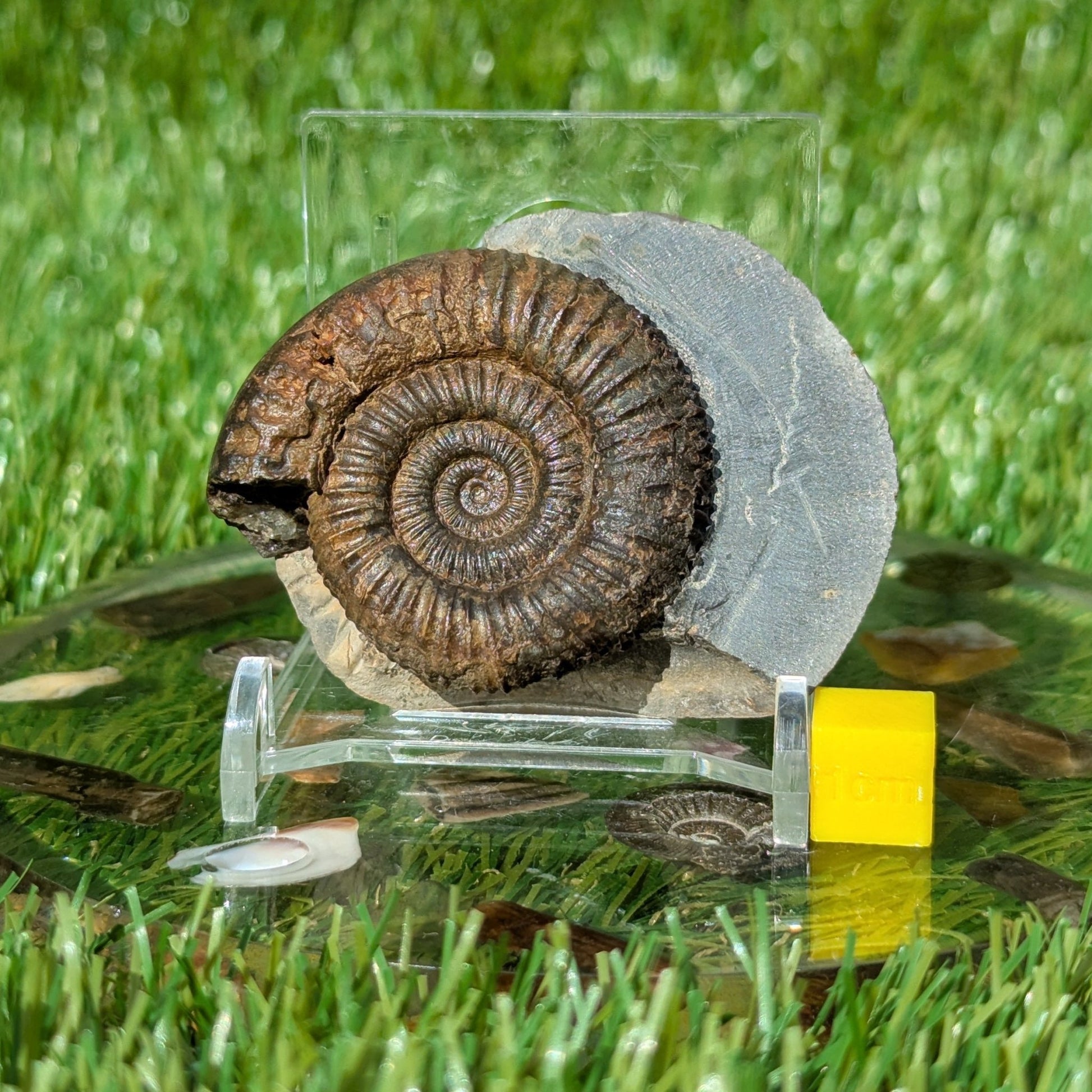 Dactylioceras ammonite North Yorkshire fossils - North Yorkshire Fossils