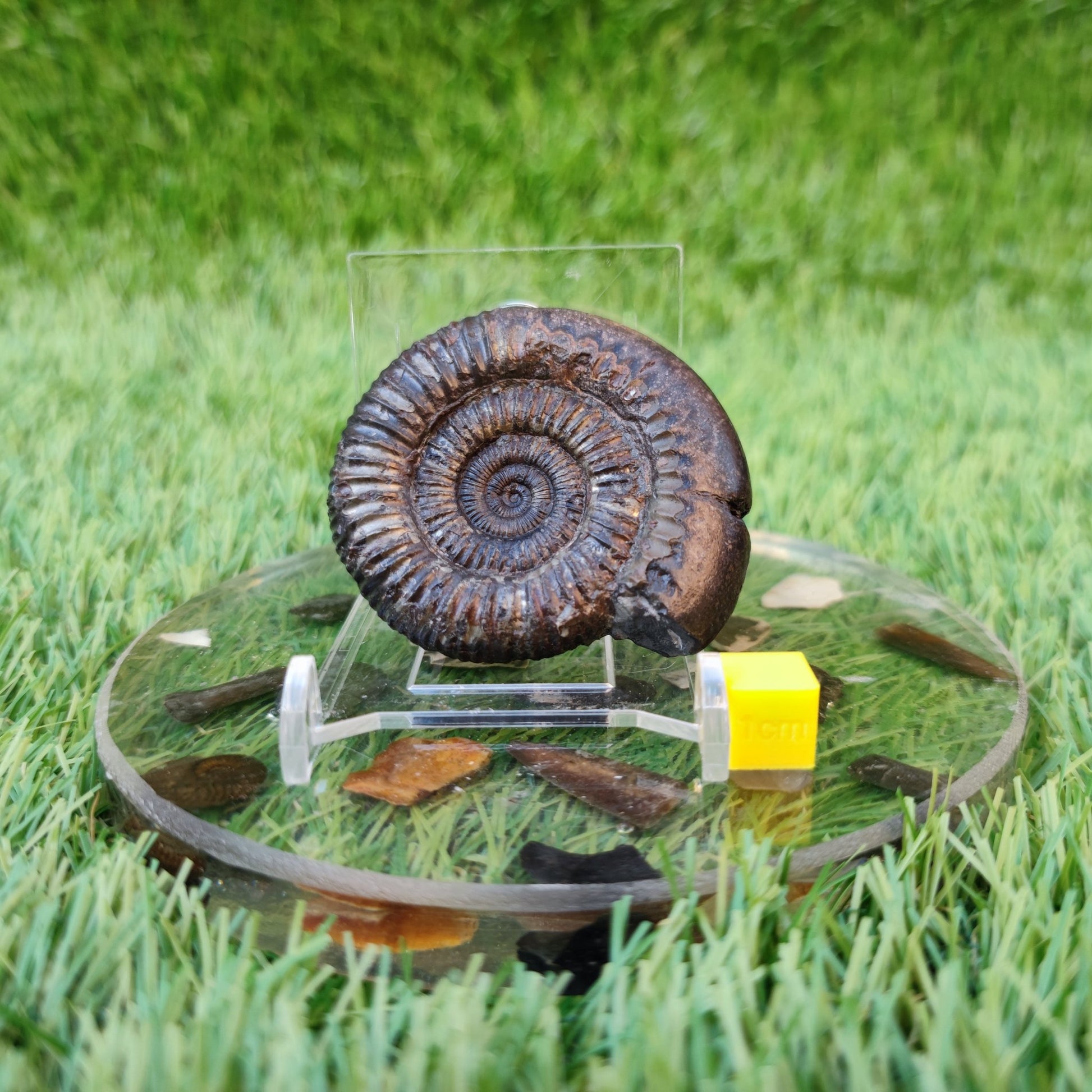 Dactylioceras ammonite North Yorkshire fossils - North Yorkshire Fossils