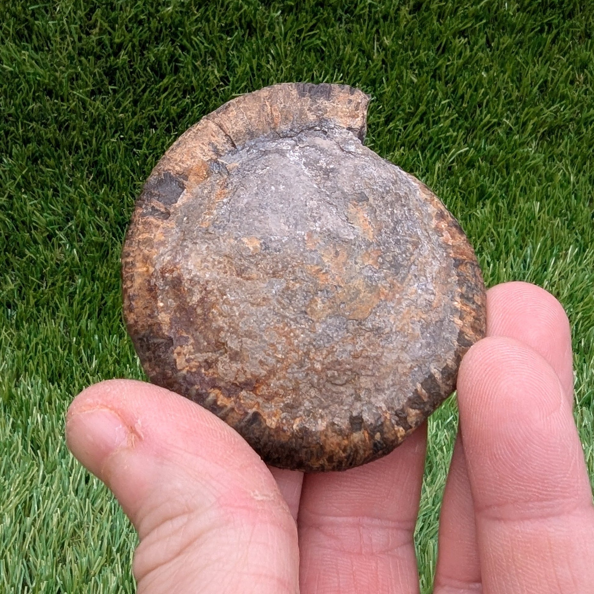 Dactylioceras ammonite North Yorkshire fossils - North Yorkshire Fossils
