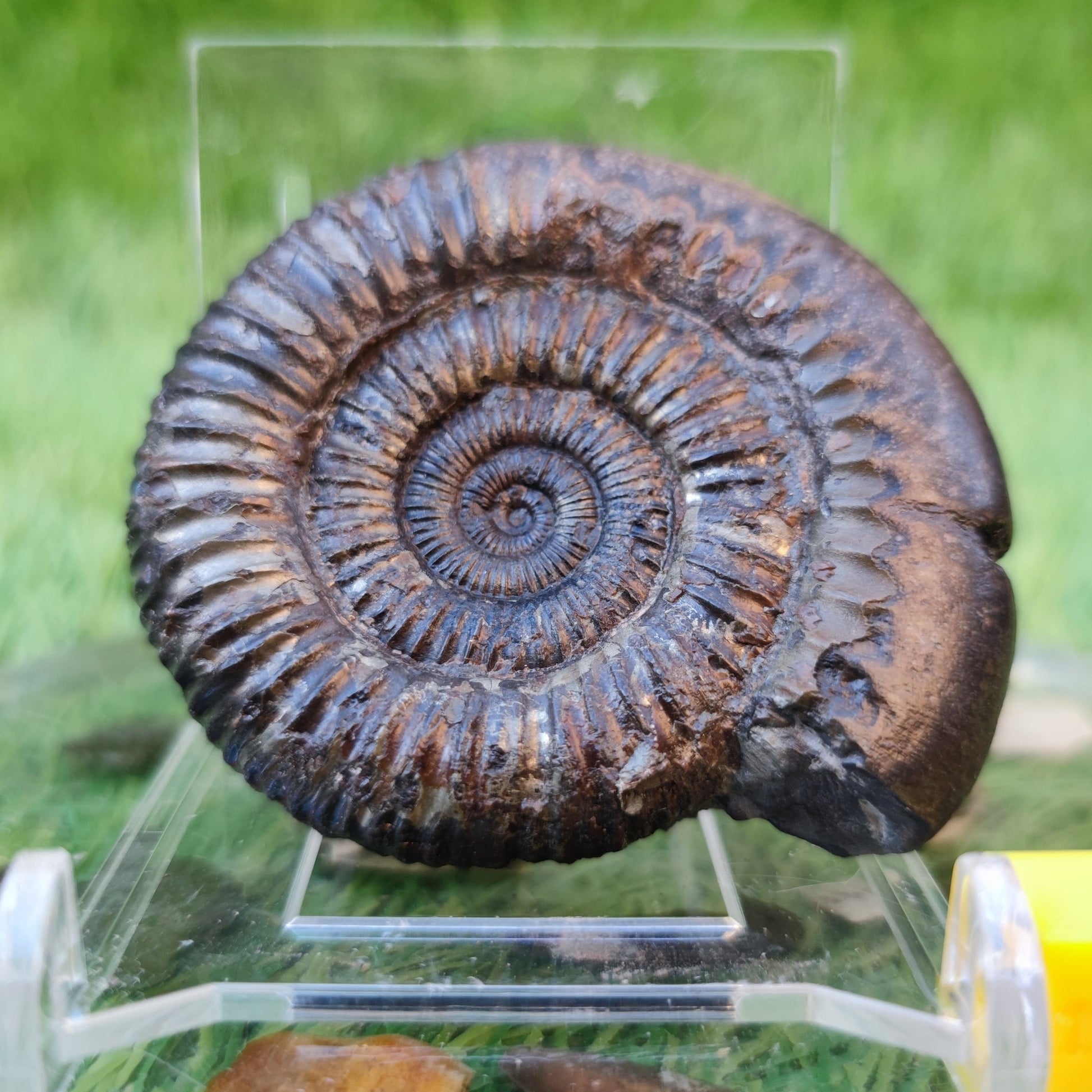 Dactylioceras ammonite North Yorkshire fossils - North Yorkshire Fossils