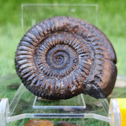 Dactylioceras ammonite North Yorkshire fossils - North Yorkshire Fossils
