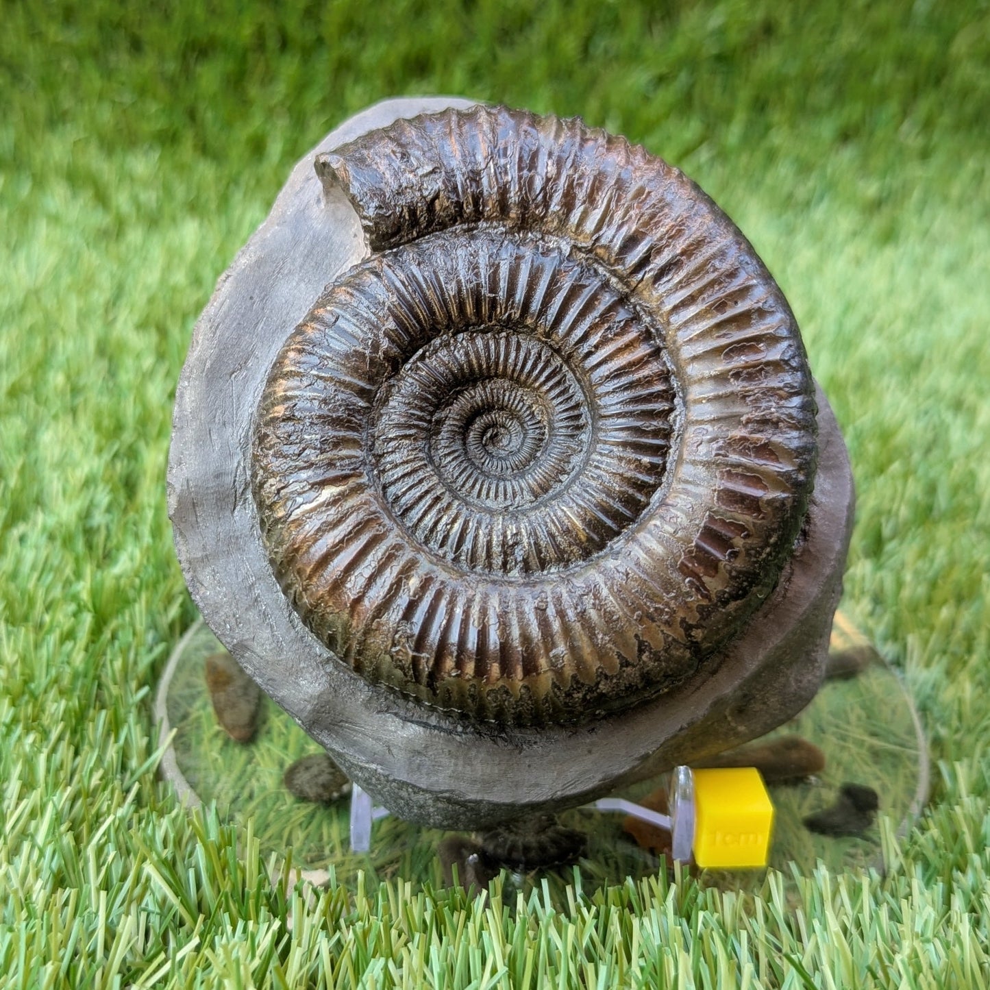Dactylioceras ammonite North Yorkshire fossils - North Yorkshire Fossils