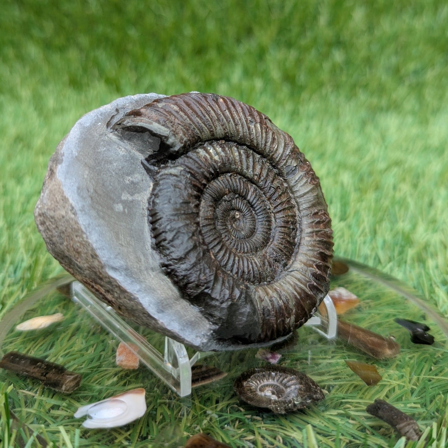 Dactylioceras ammonite North Yorkshire fossils - North Yorkshire Fossils