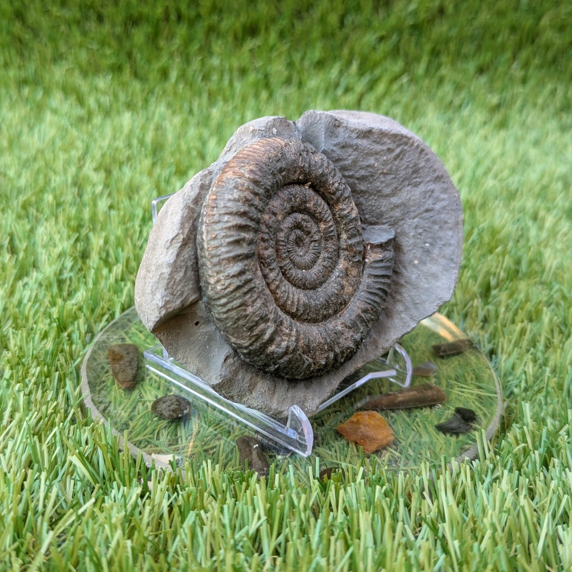 Dactylioceras ammonite North Yorkshire fossils - North Yorkshire Fossils