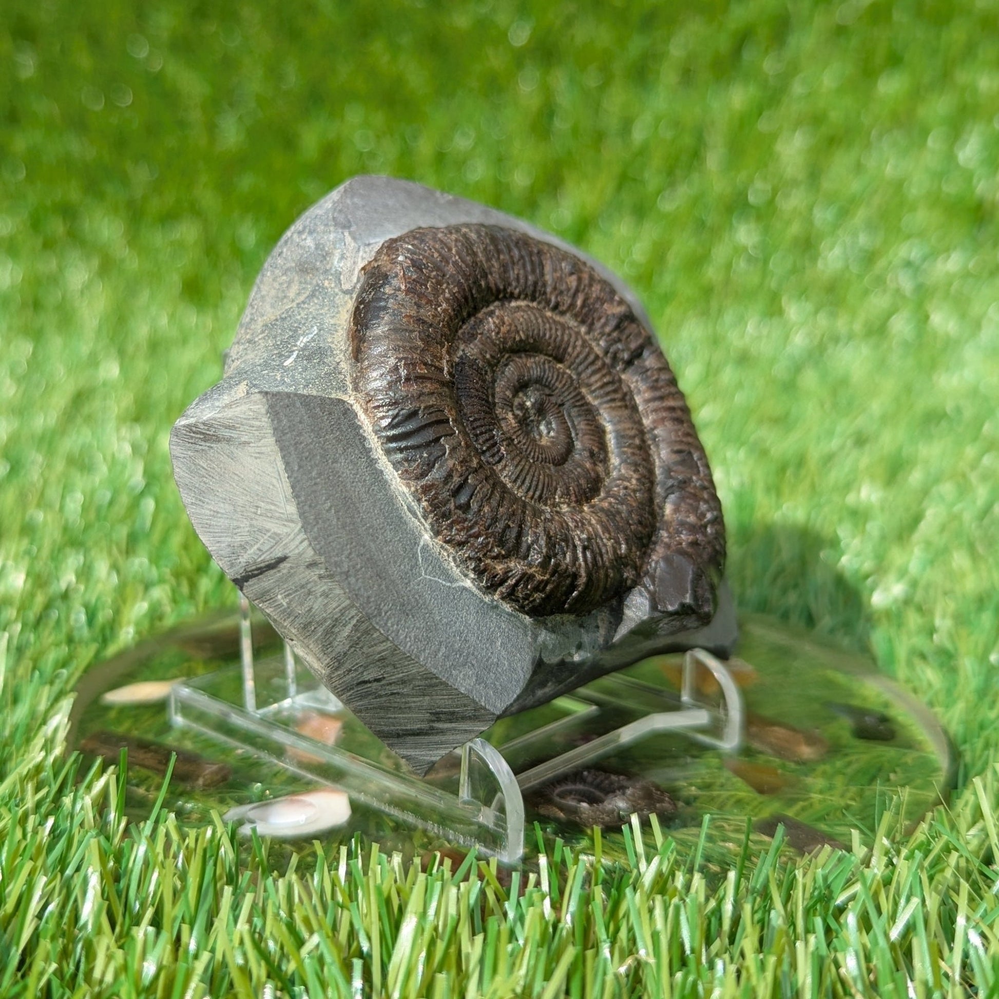 Dactylioceras ammonite North Yorkshire fossils Whitby - North Yorkshire Fossils