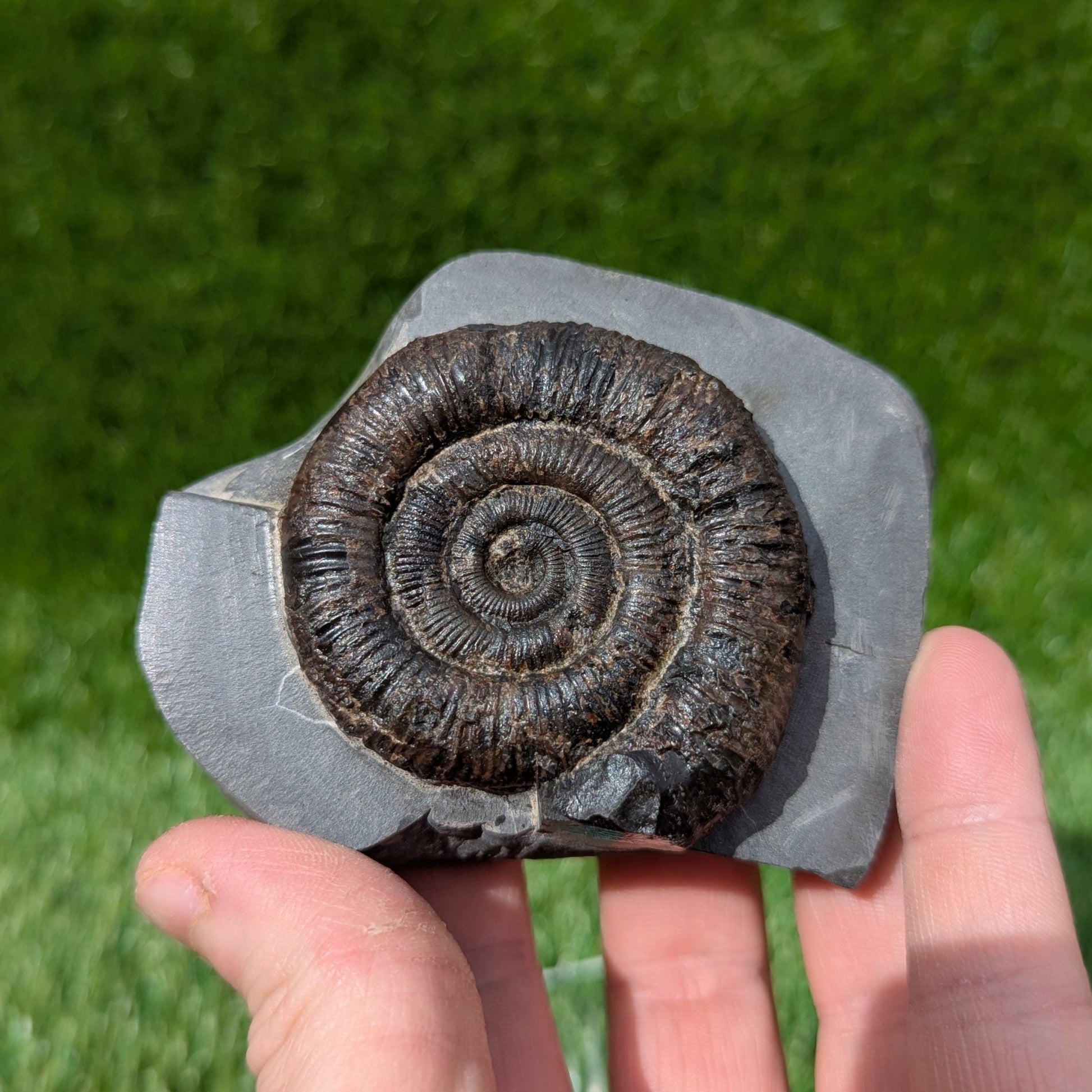 Dactylioceras ammonite North Yorkshire fossils Whitby - North Yorkshire Fossils