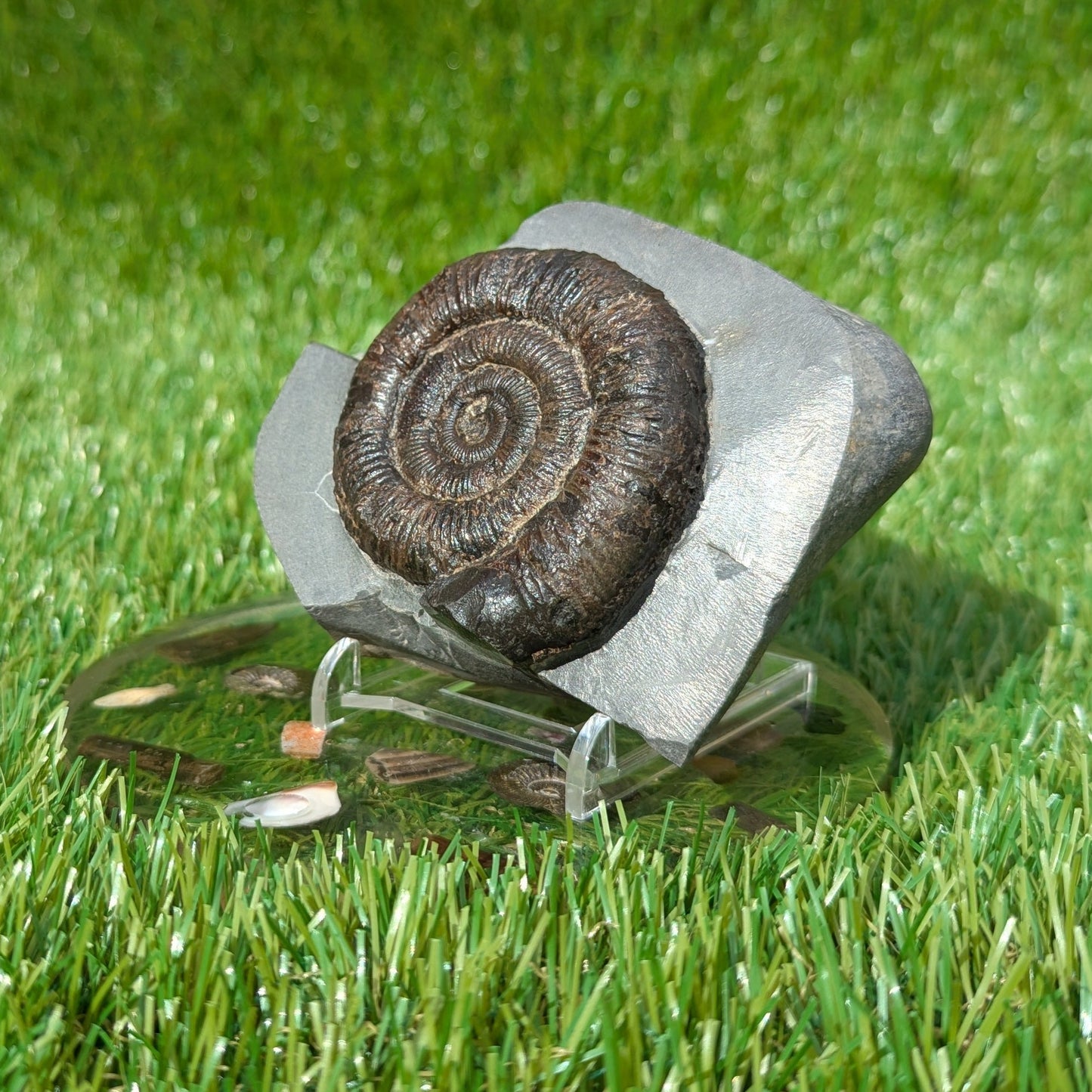 Dactylioceras ammonite North Yorkshire fossils Whitby - North Yorkshire Fossils