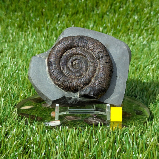 Dactylioceras ammonite North Yorkshire fossils Whitby - North Yorkshire Fossils