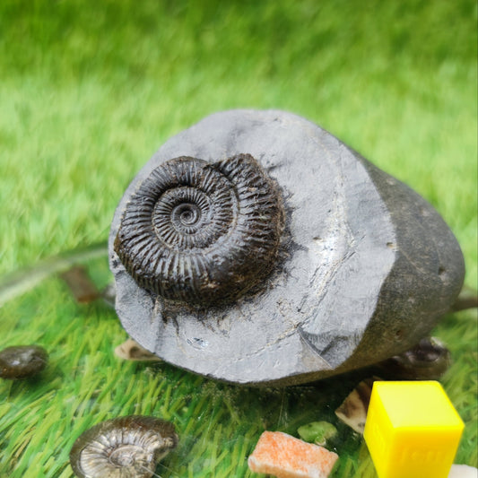 Dactylioceras ammonite North Yorkshire UK fossil - North Yorkshire Fossils
