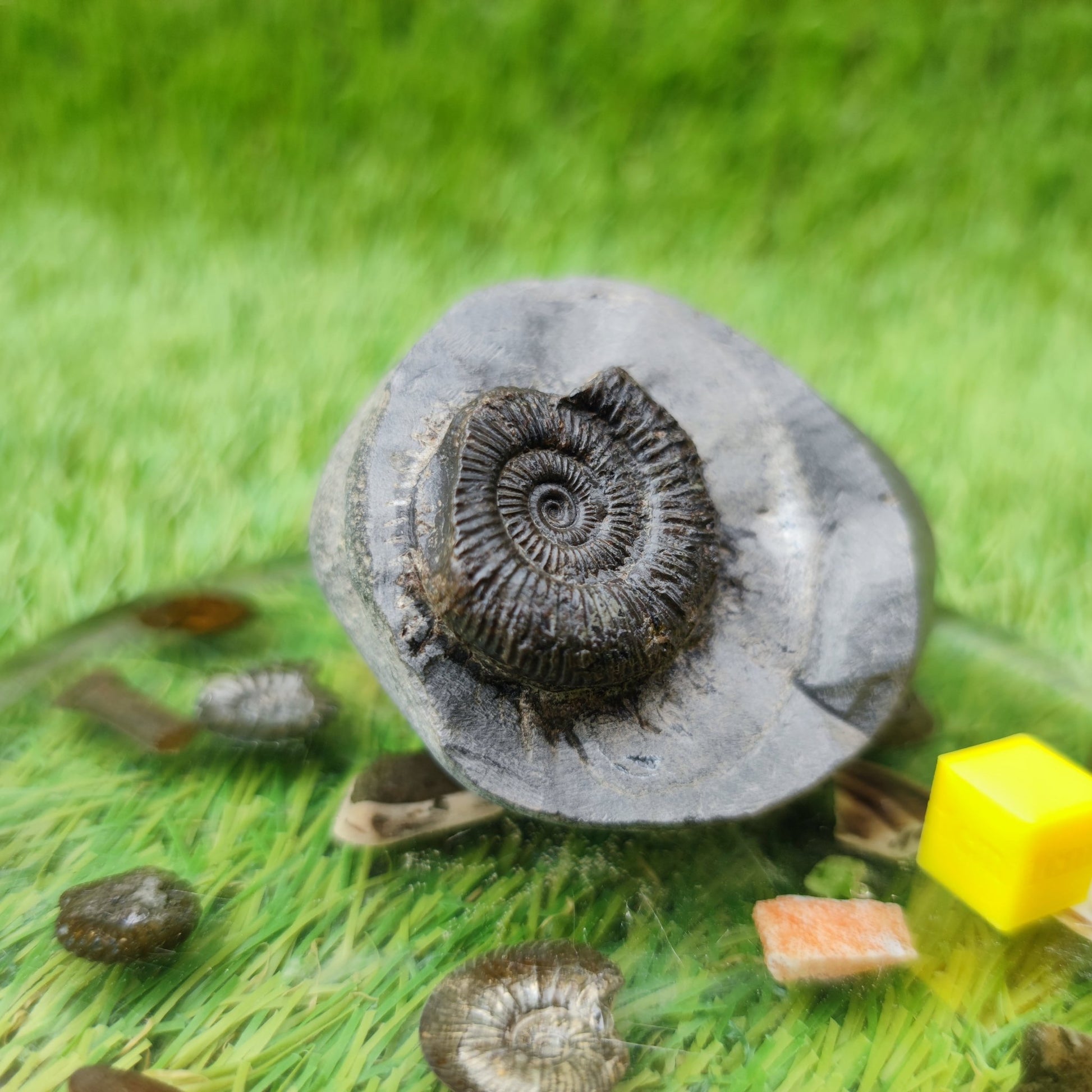 Dactylioceras ammonite North Yorkshire UK fossil - North Yorkshire Fossils