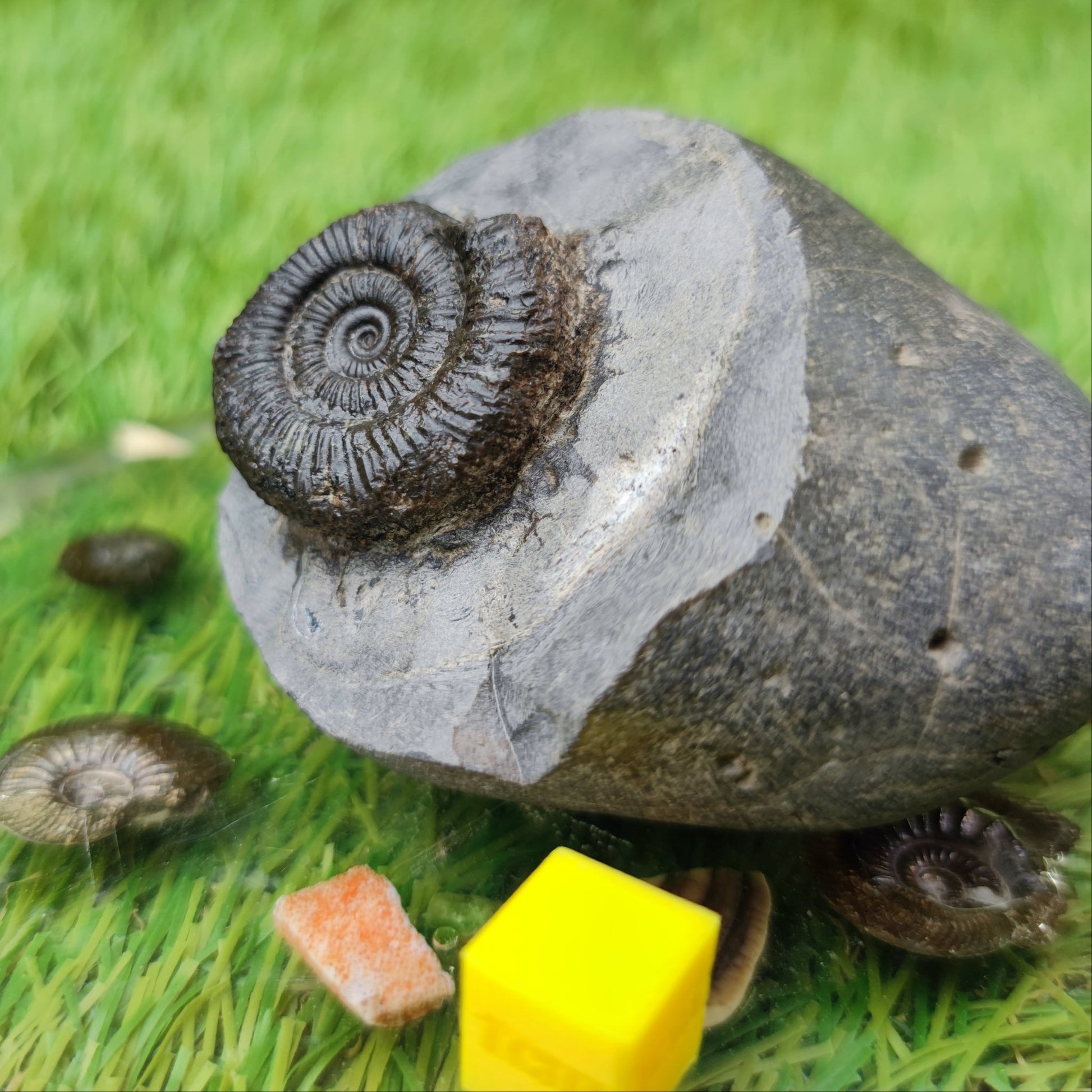 Dactylioceras ammonite North Yorkshire UK fossil - North Yorkshire Fossils