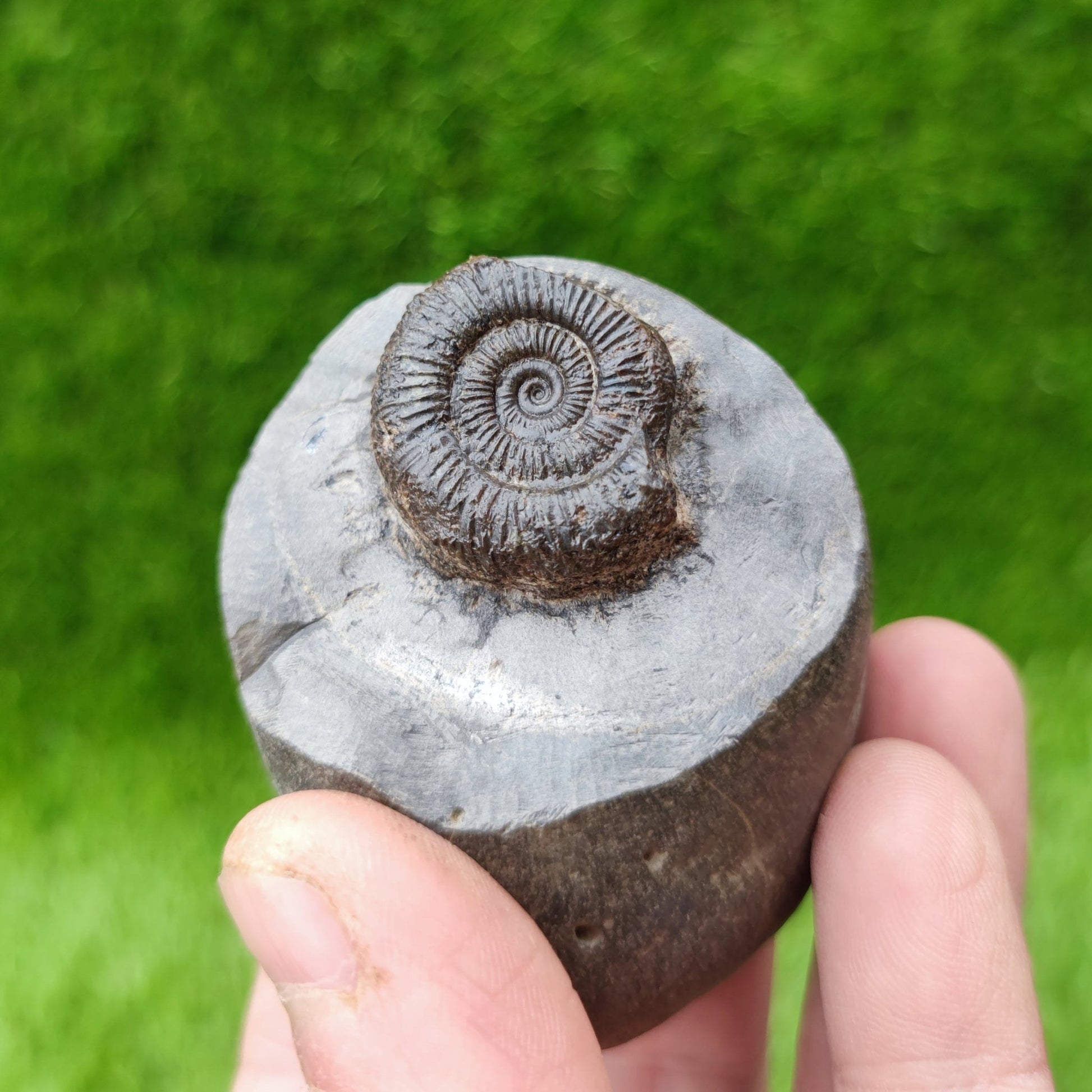 Dactylioceras ammonite North Yorkshire UK fossil - North Yorkshire Fossils