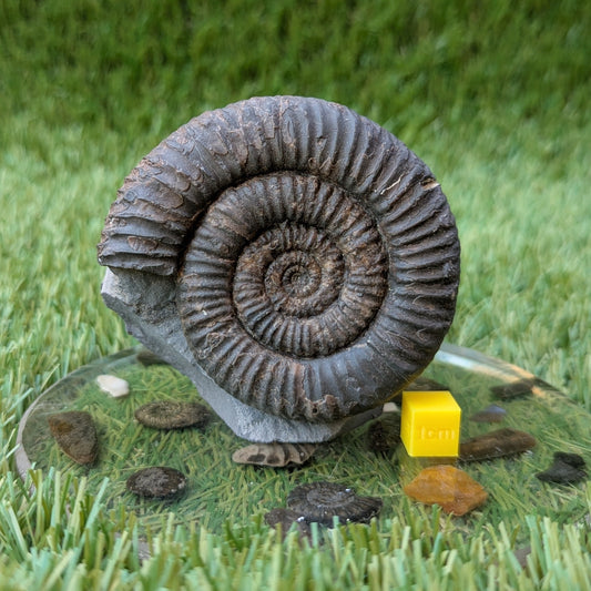 Dactylioceras ammonite on cut base North Yorkshire fossils - North Yorkshire Fossils