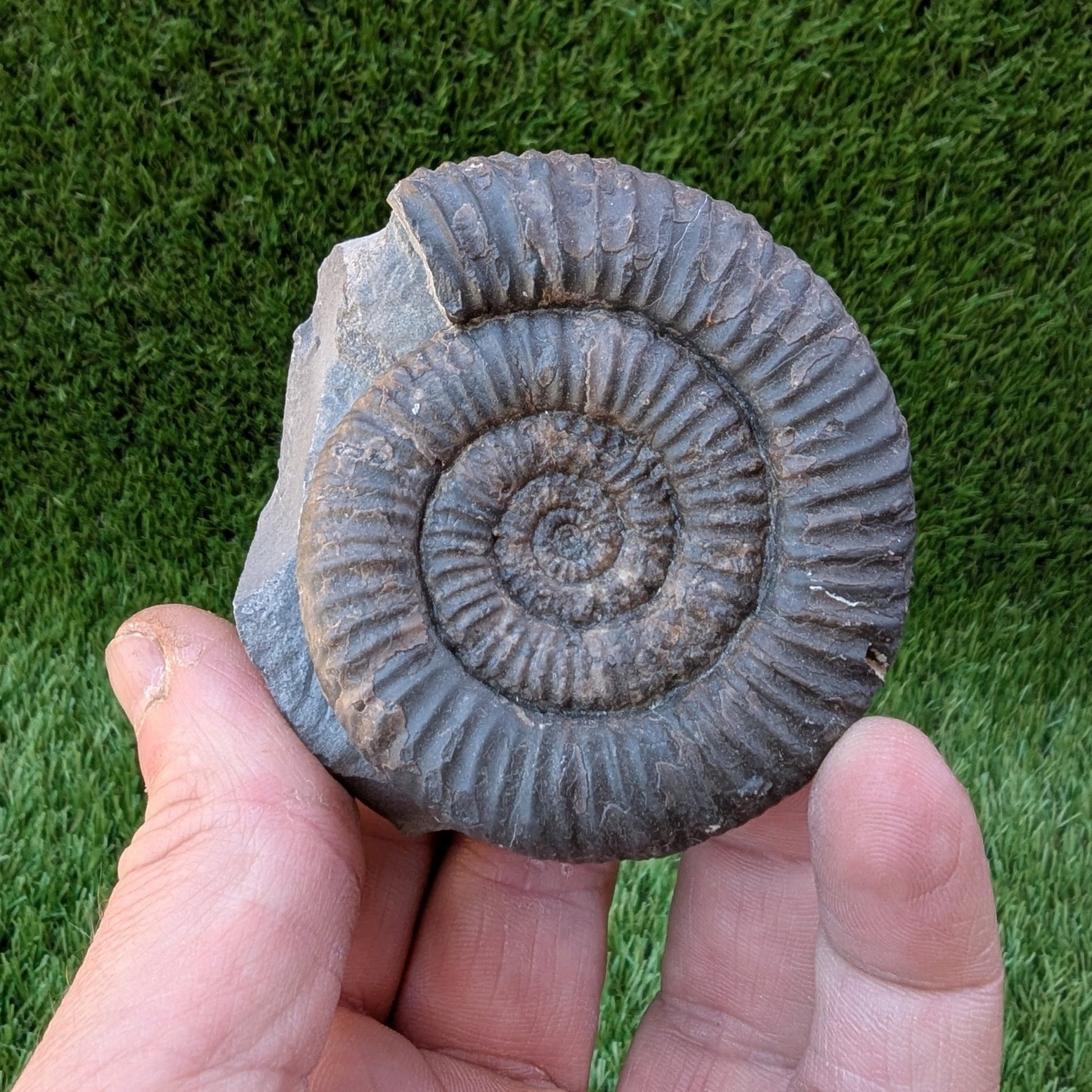 Dactylioceras ammonite on cut base North Yorkshire fossils - North Yorkshire Fossils