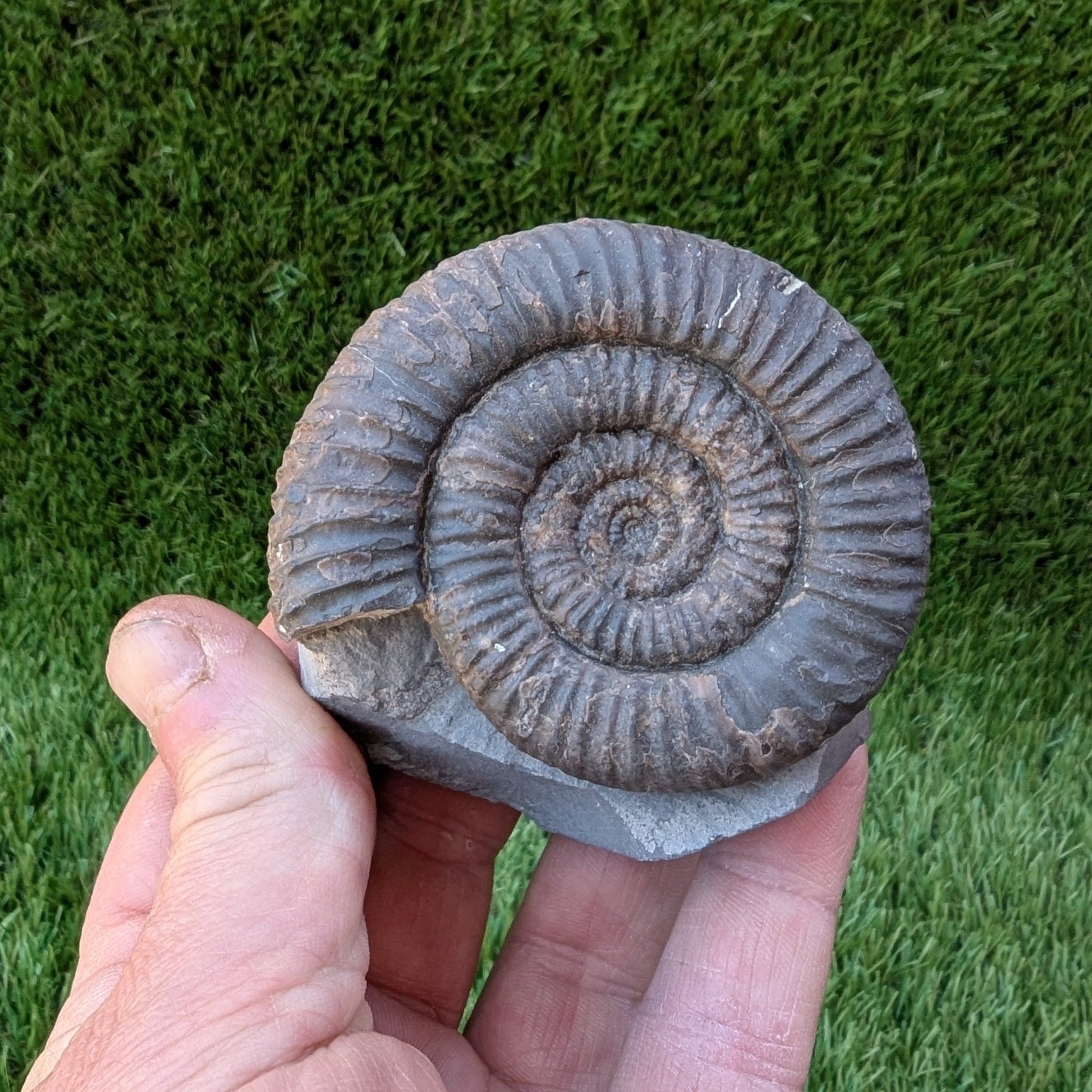 Dactylioceras ammonite on cut base North Yorkshire fossils - North Yorkshire Fossils