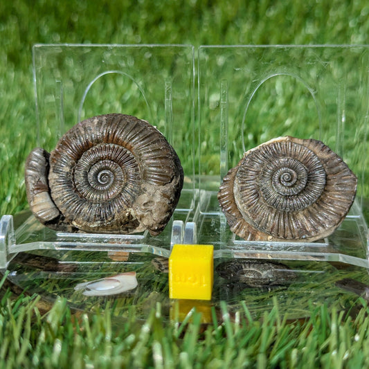 Dactylioceras ammonite pair North Yorkshire fossils - North Yorkshire Fossils