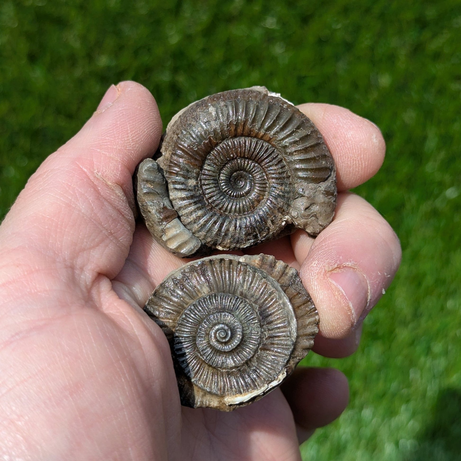 Dactylioceras ammonite pair North Yorkshire fossils - North Yorkshire Fossils