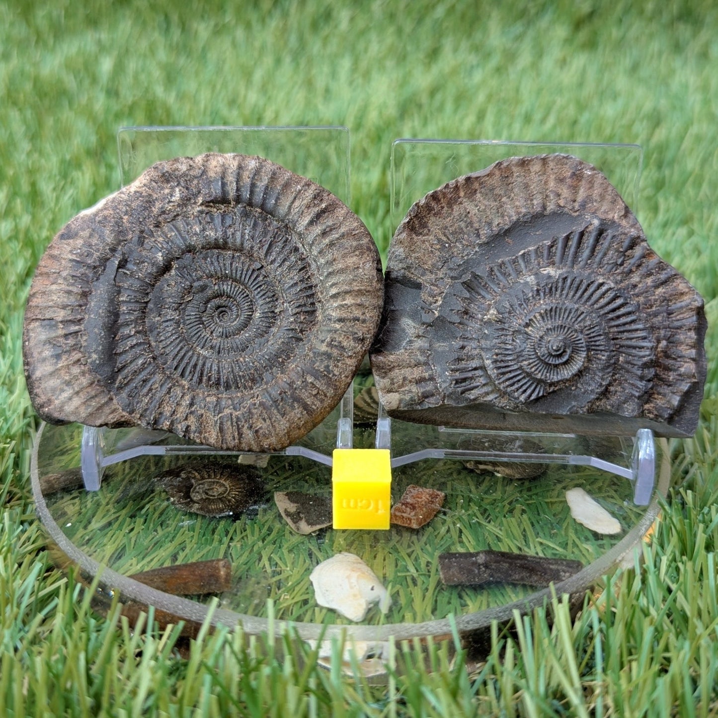 Dactylioceras ammonite split pair North Yorkshire fossils - North Yorkshire Fossils