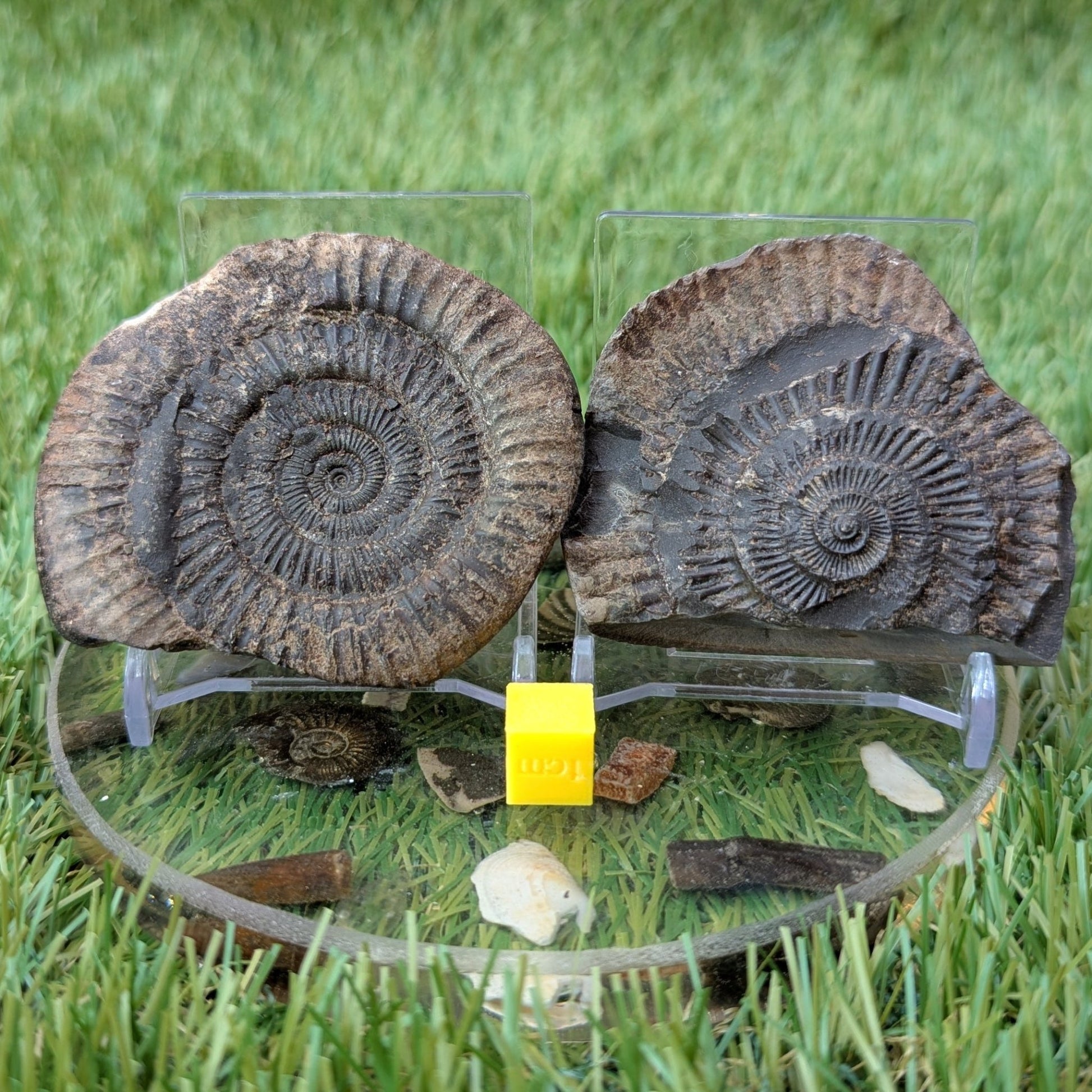 Dactylioceras ammonite split pair North Yorkshire fossils - North Yorkshire Fossils