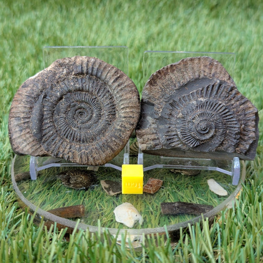 Dactylioceras ammonite split pair North Yorkshire fossils - North Yorkshire Fossils
