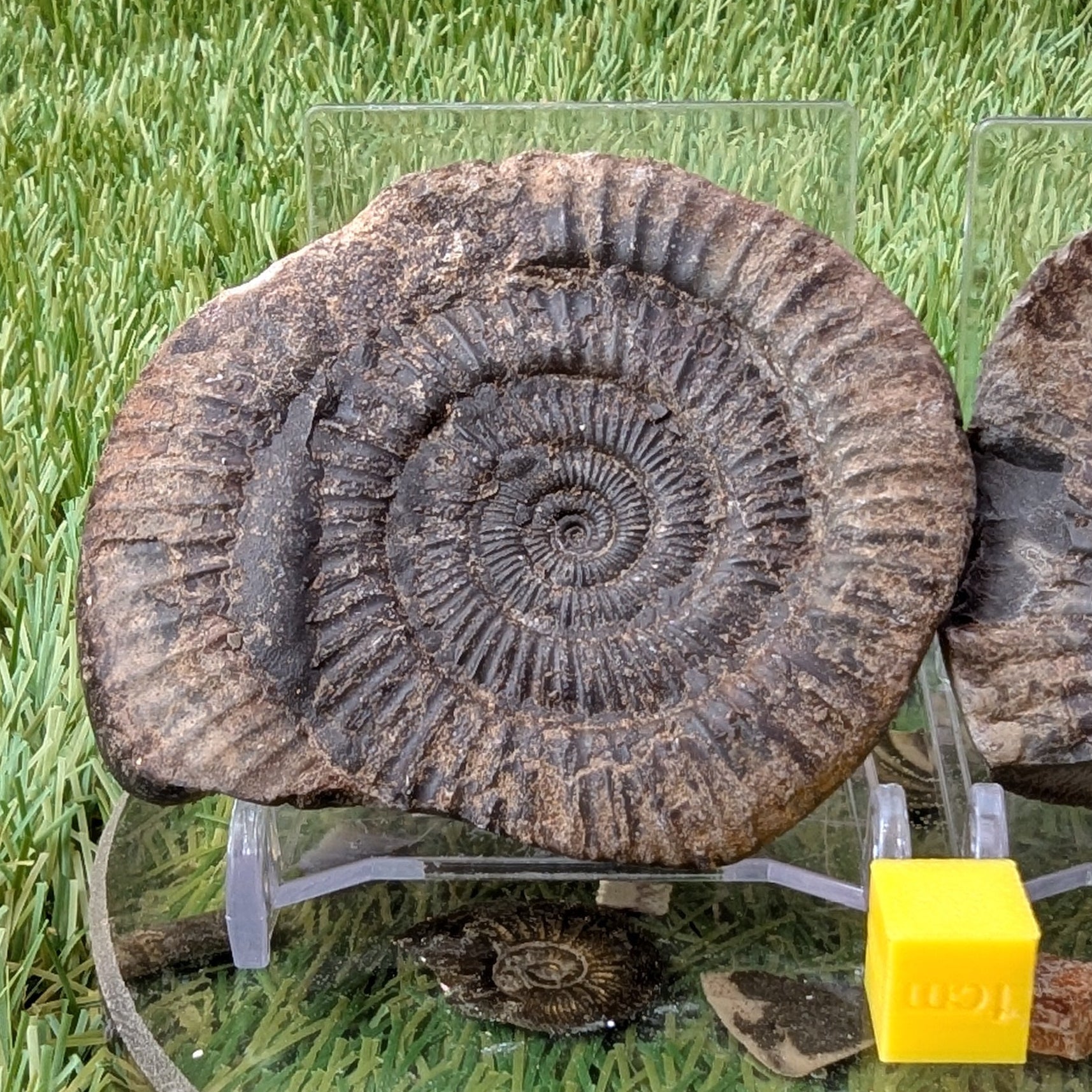 Dactylioceras ammonite split pair North Yorkshire fossils - North Yorkshire Fossils