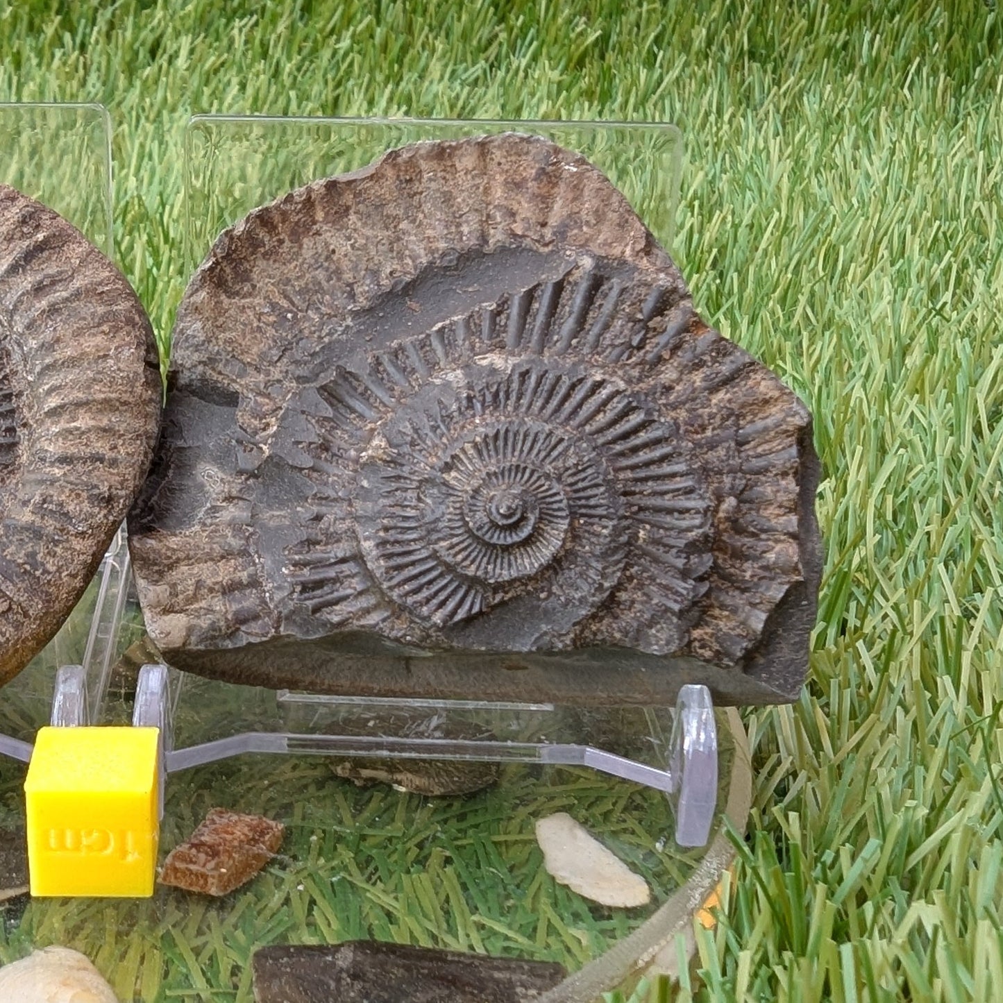 Dactylioceras ammonite split pair North Yorkshire fossils - North Yorkshire Fossils