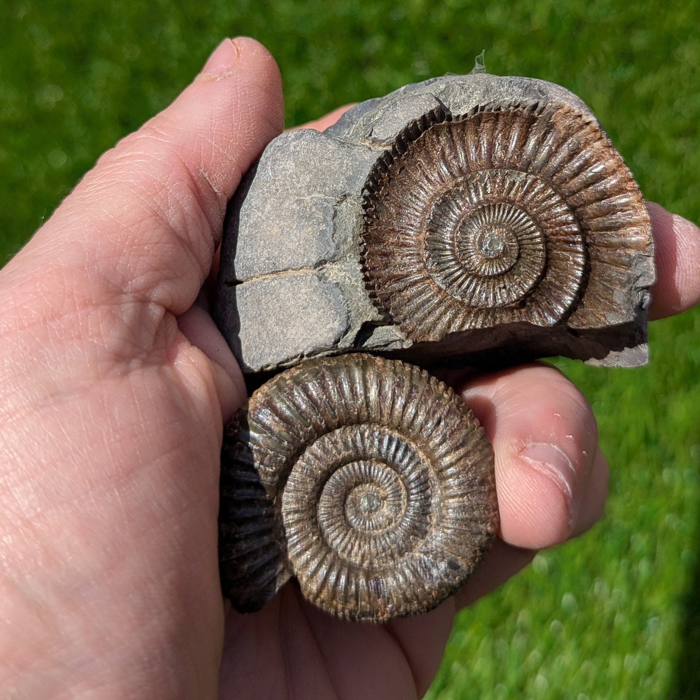 Dactylioceras ammonite split pair North Yorkshire fossils - North Yorkshire Fossils