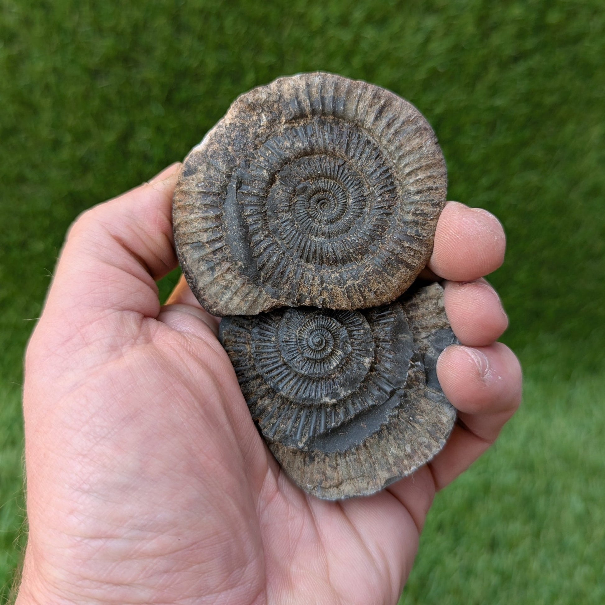 Dactylioceras ammonite split pair North Yorkshire fossils - North Yorkshire Fossils