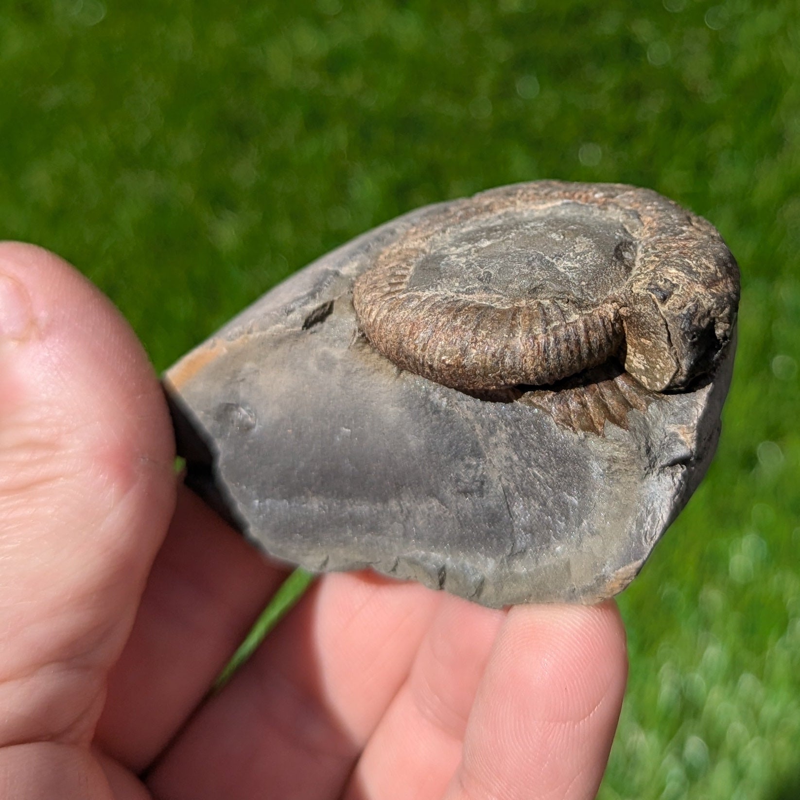 Dactylioceras ammonite split pair North Yorkshire fossils - North Yorkshire Fossils