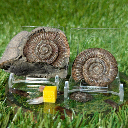 Dactylioceras ammonite split pair North Yorkshire fossils - North Yorkshire Fossils