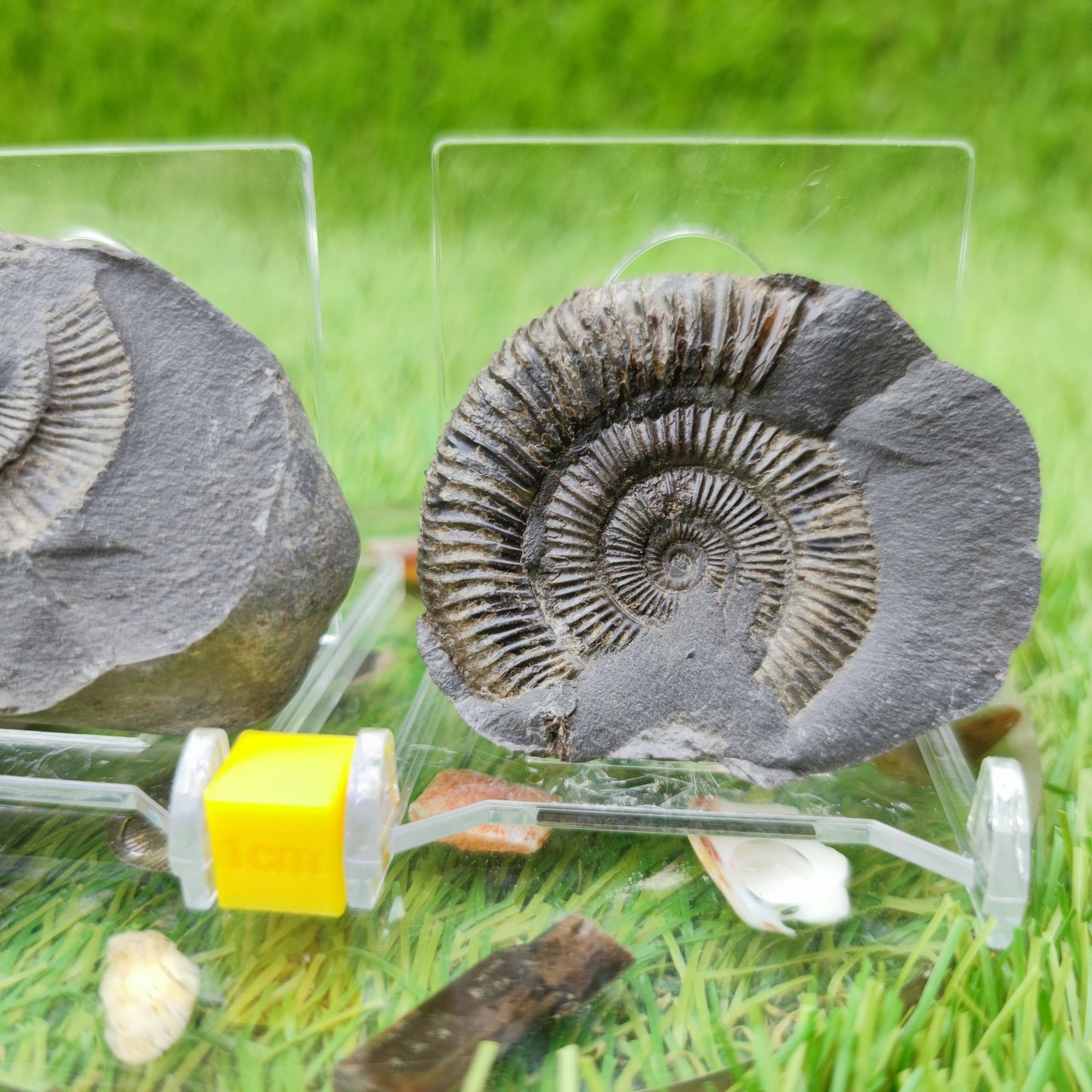 Dactylioceras ammonite split pair UK fossil - North Yorkshire Fossils